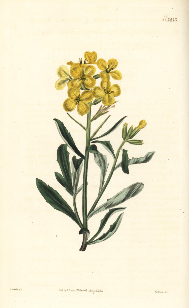 Illaluktande väggblomma, Erysimum odoratum (Sötdoftande alpin häcksenap, Erysium lanceolatum minus). Handfärgad kopparstick av Weddell efter en botanisk illustration av John Curtis från William Curtis