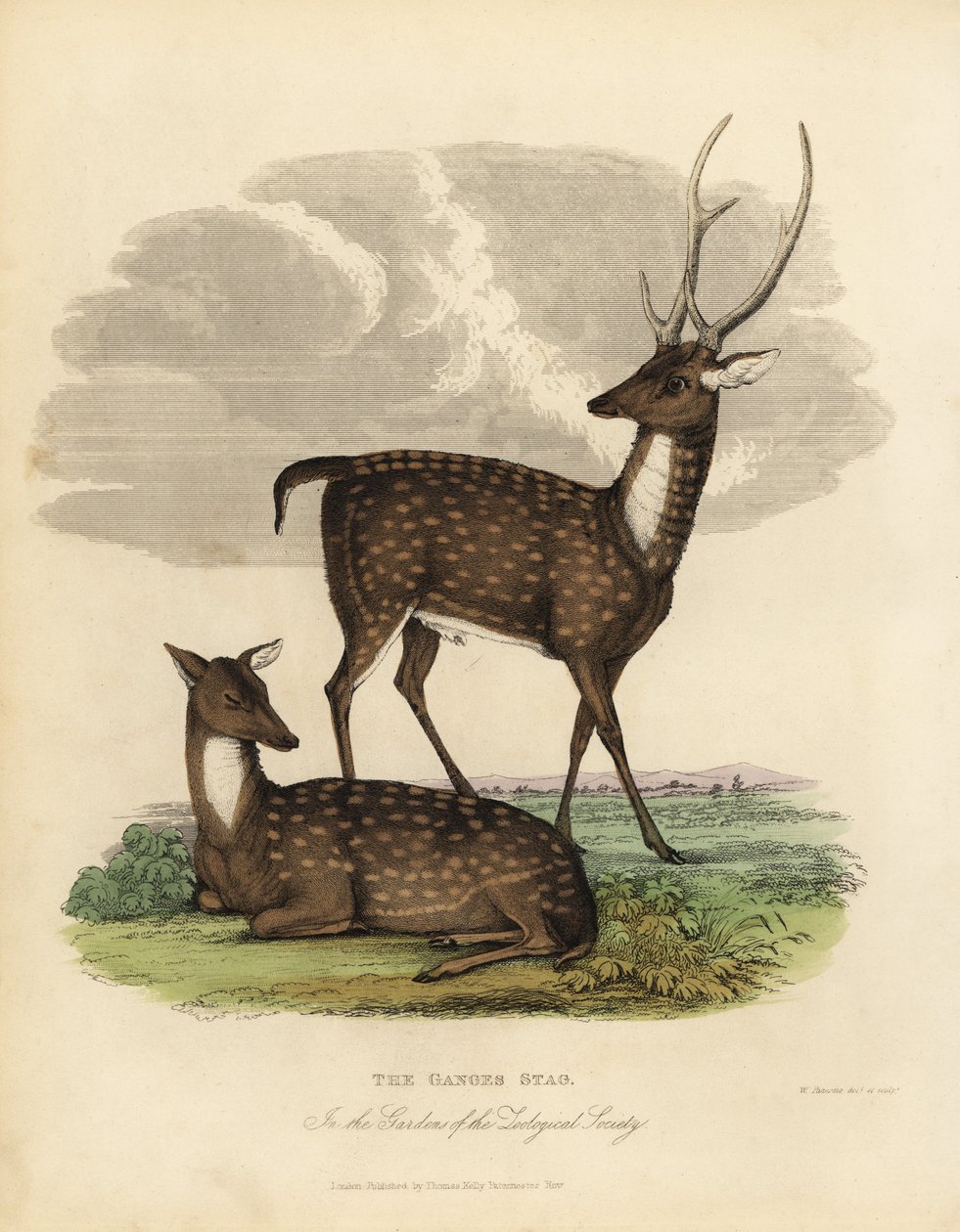 Träshjortar eller lejon, Rucervus duvaucelii. av William Smellie