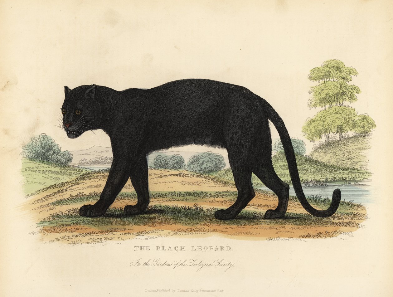 Den svarta leoparden, Panthera pardus. av William Smellie