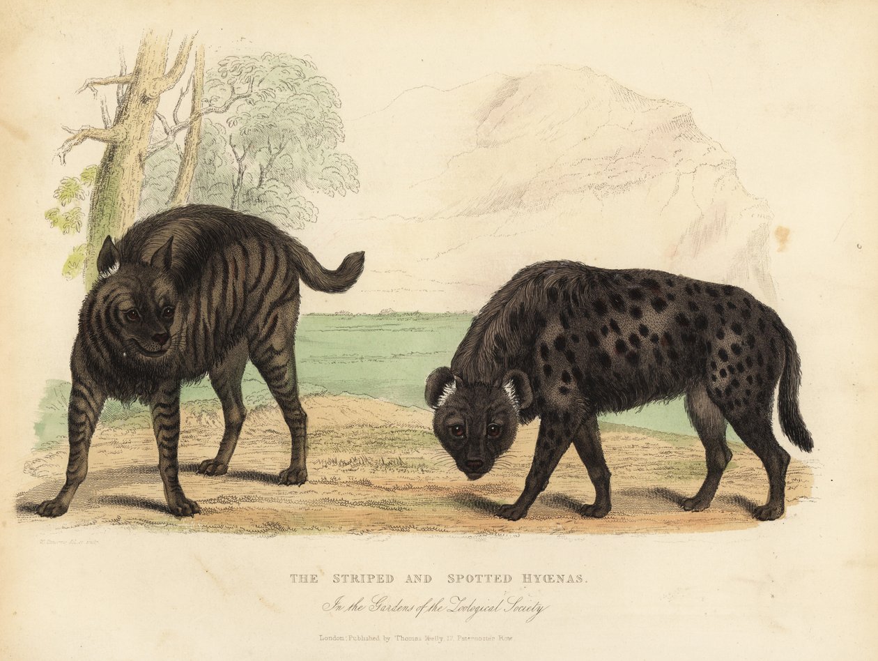Den randiga hyenan och fläckig hyena. av William Smellie