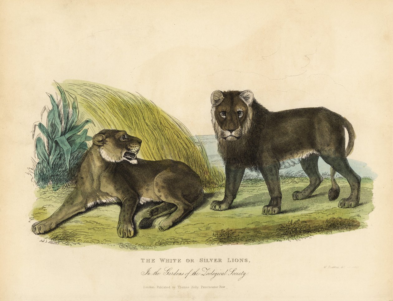 Vita eller silverlejon, Panthera leo melanochaita. av William Smellie