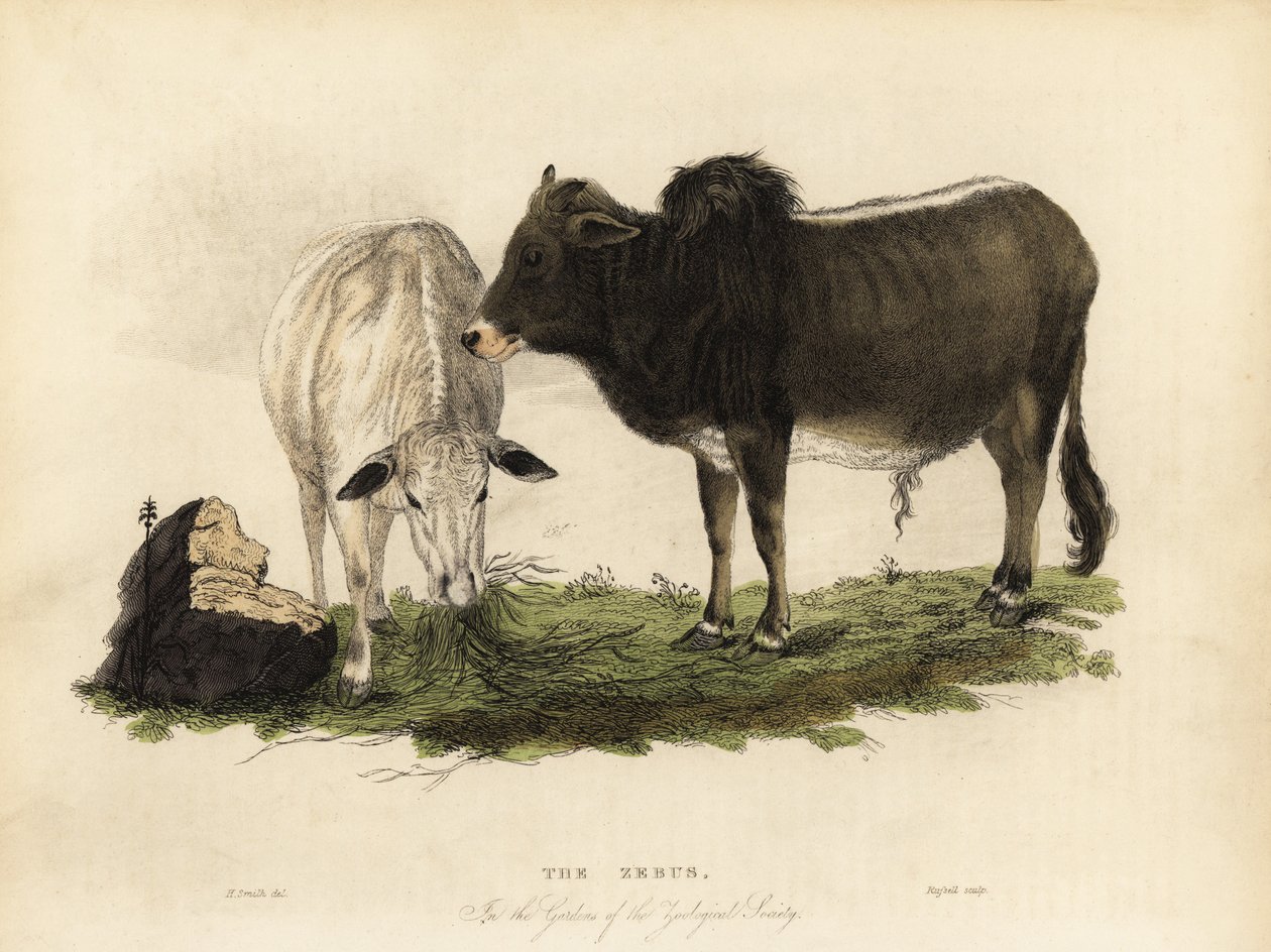 Zebu, den första indicus bos av William Smellie