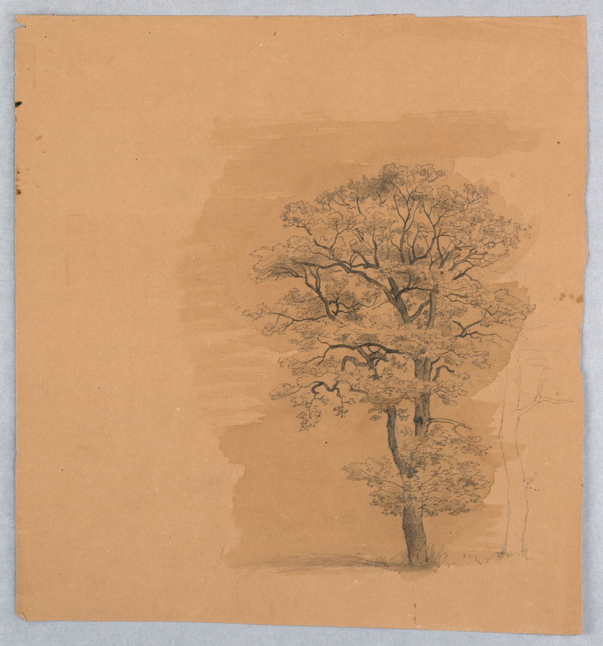 Studie av lövverk av William Stanley Haseltine