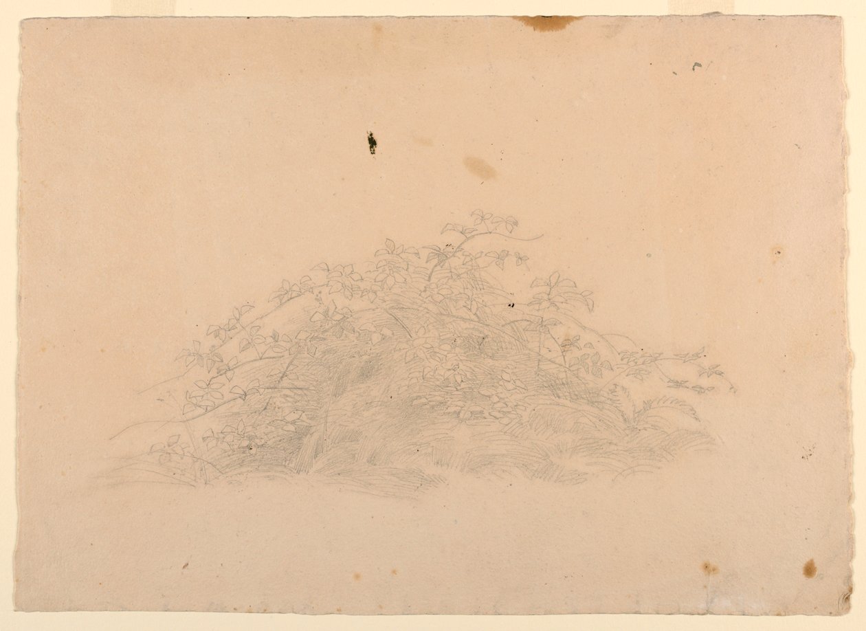 Studie av lövverk av William Stanley Haseltine