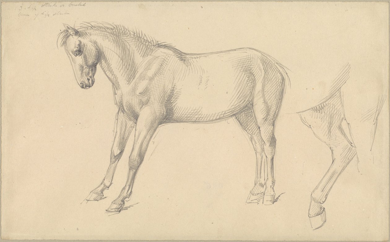Studier av en ponny av William Strutt