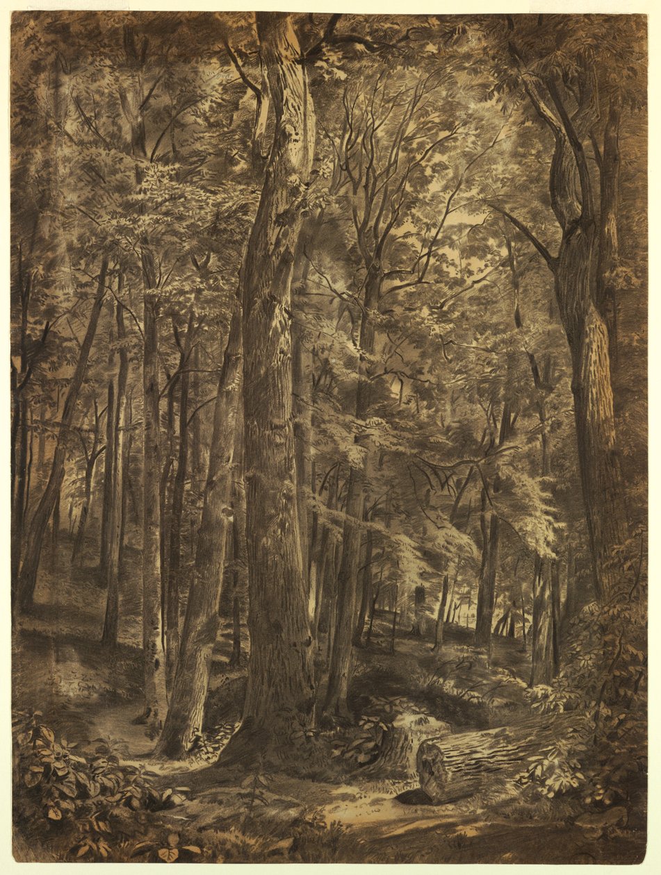 Teckning, In the Woods, studie till målning, June Woods, New York Historical Society, utlånad från New York Public Library, 1864 av William Trost Richards