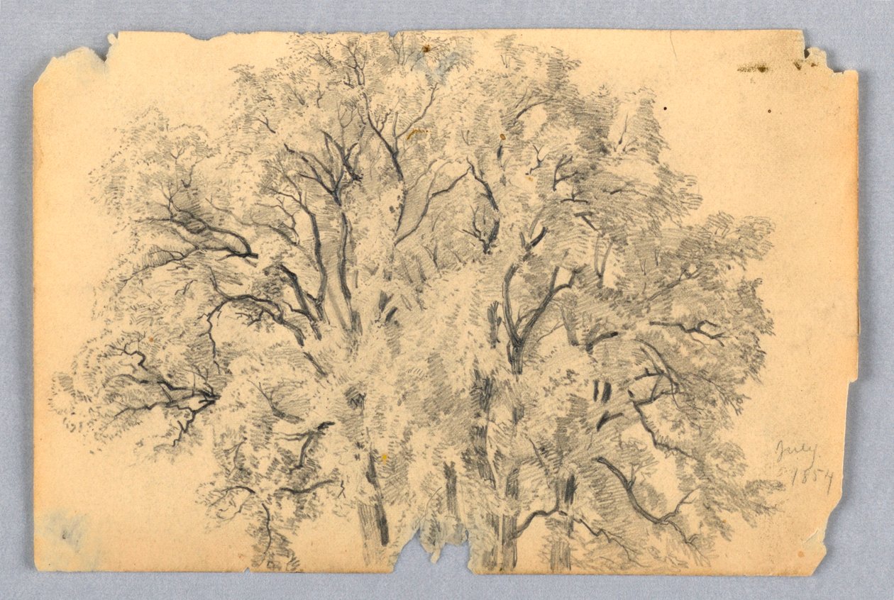 Studie av alm av William Trost Richards