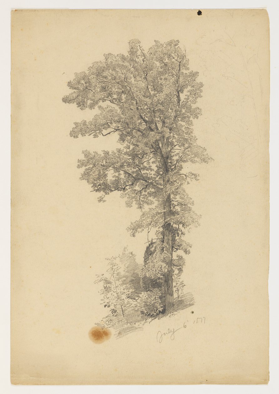 Studie av lövverk av William Trost Richards