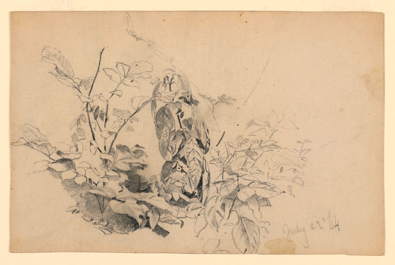 Studie av lövverk av William Trost Richards