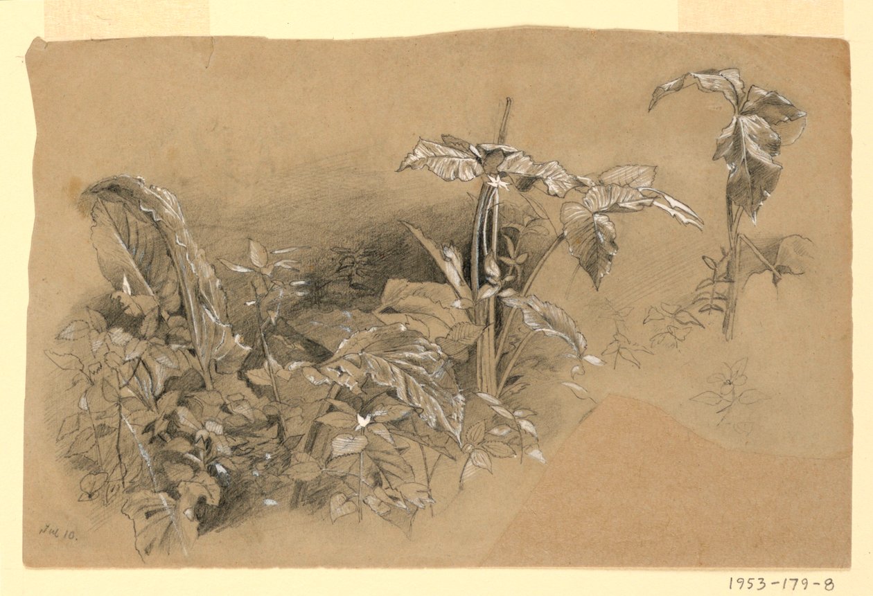 Studie av lövverk av William Trost Richards