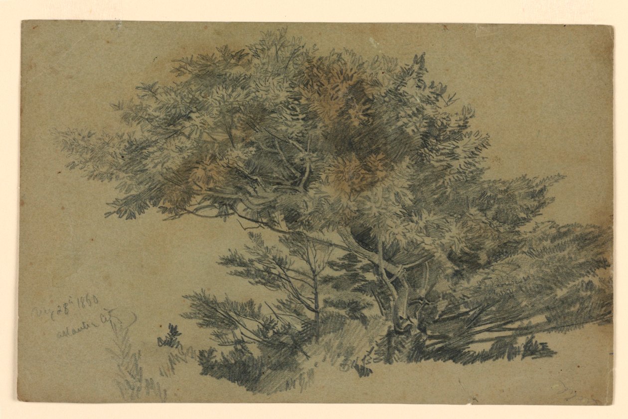 Studie av lövverk av William Trost Richards