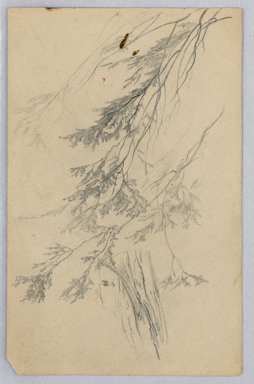 Studie av lövverk av William Trost Richards