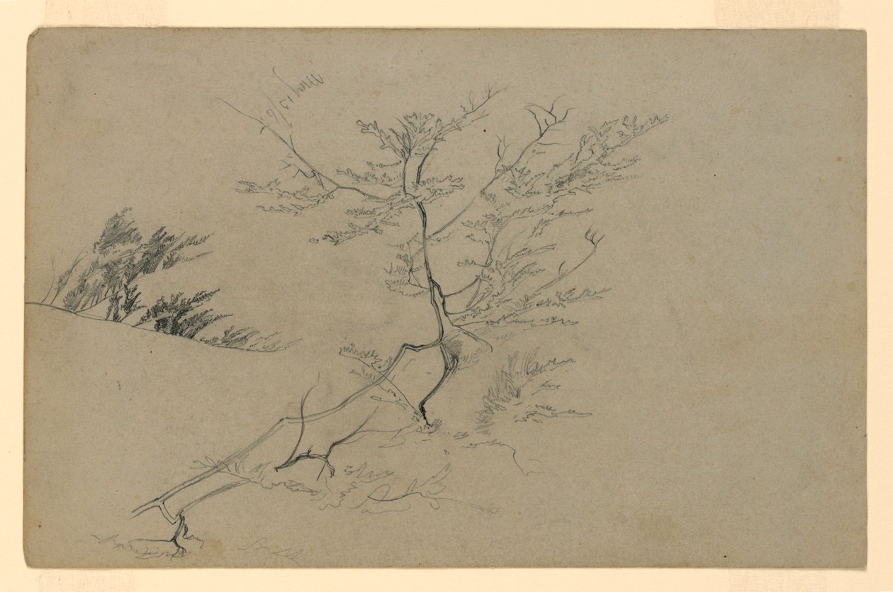 Studie av lövverk av William Trost Richards