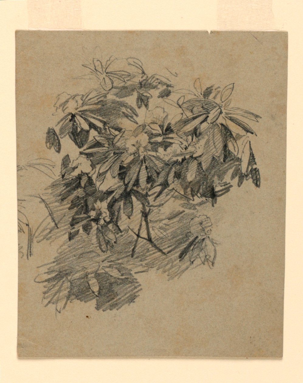 Studie av lövverk av William Trost Richards