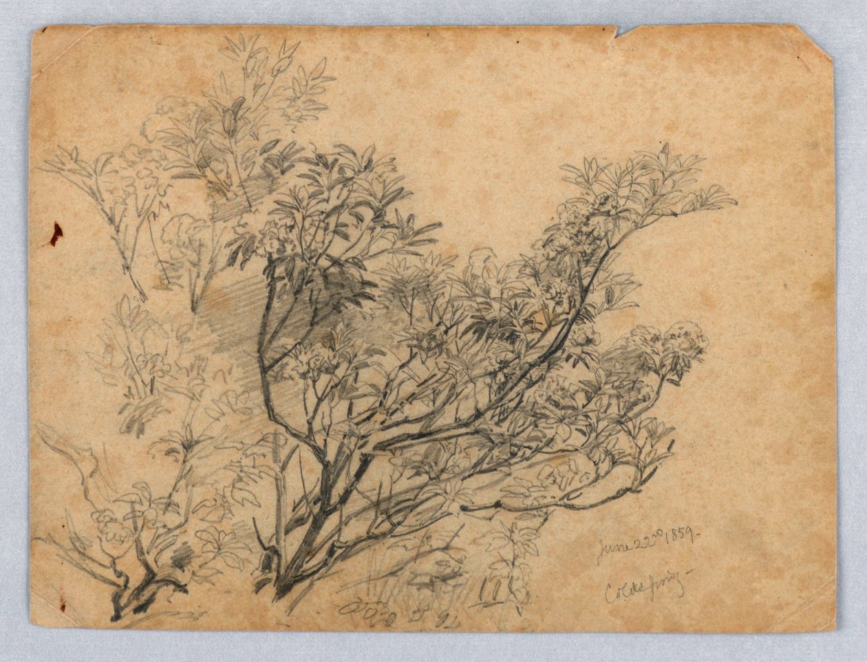 Studie av lövverk av William Trost Richards
