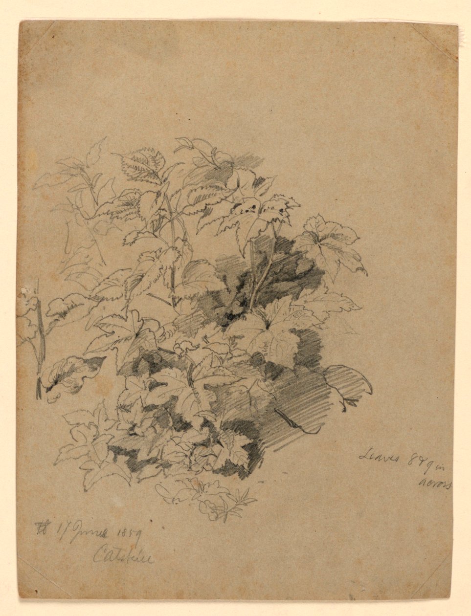 Studie av lövverk av William Trost Richards