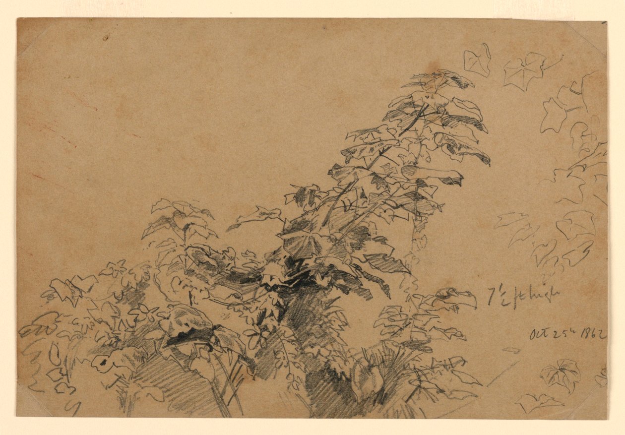 Studie av lövverk av William Trost Richards