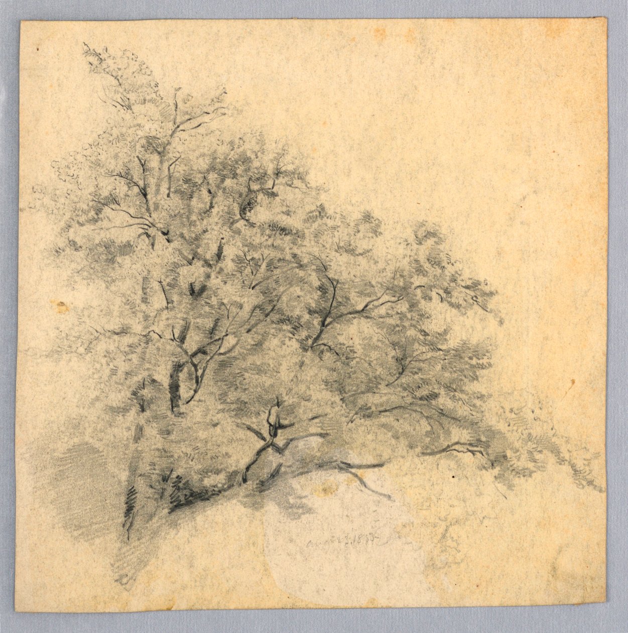 Studie av lövverk av William Trost Richards