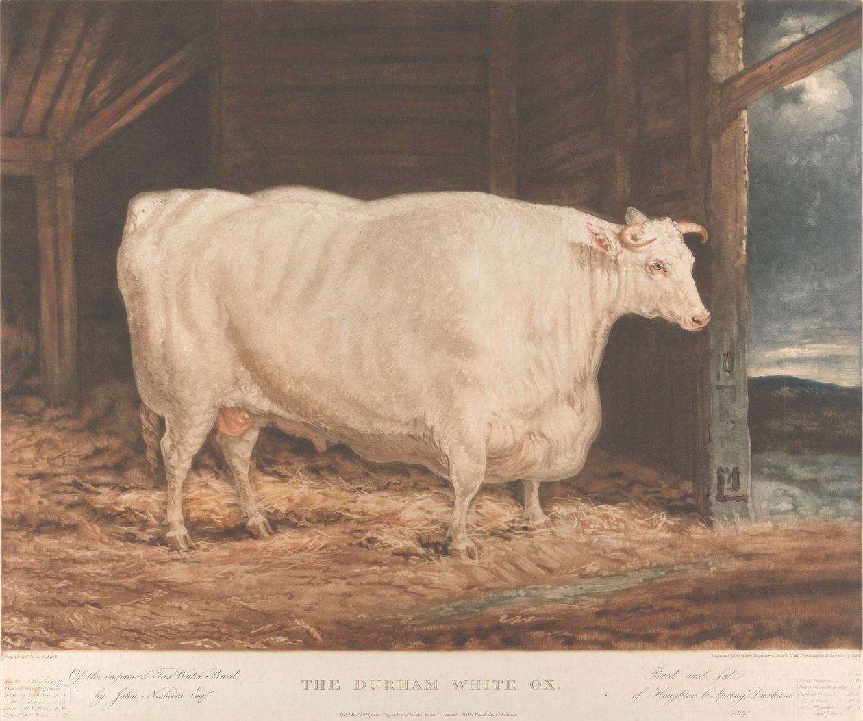 The Durham White Ox / Av de förbättrade Tees Water Breed, / av John Nesham, Esqr. / Uppfödd och matad / från Houghton le Spring, Durham av William Ward