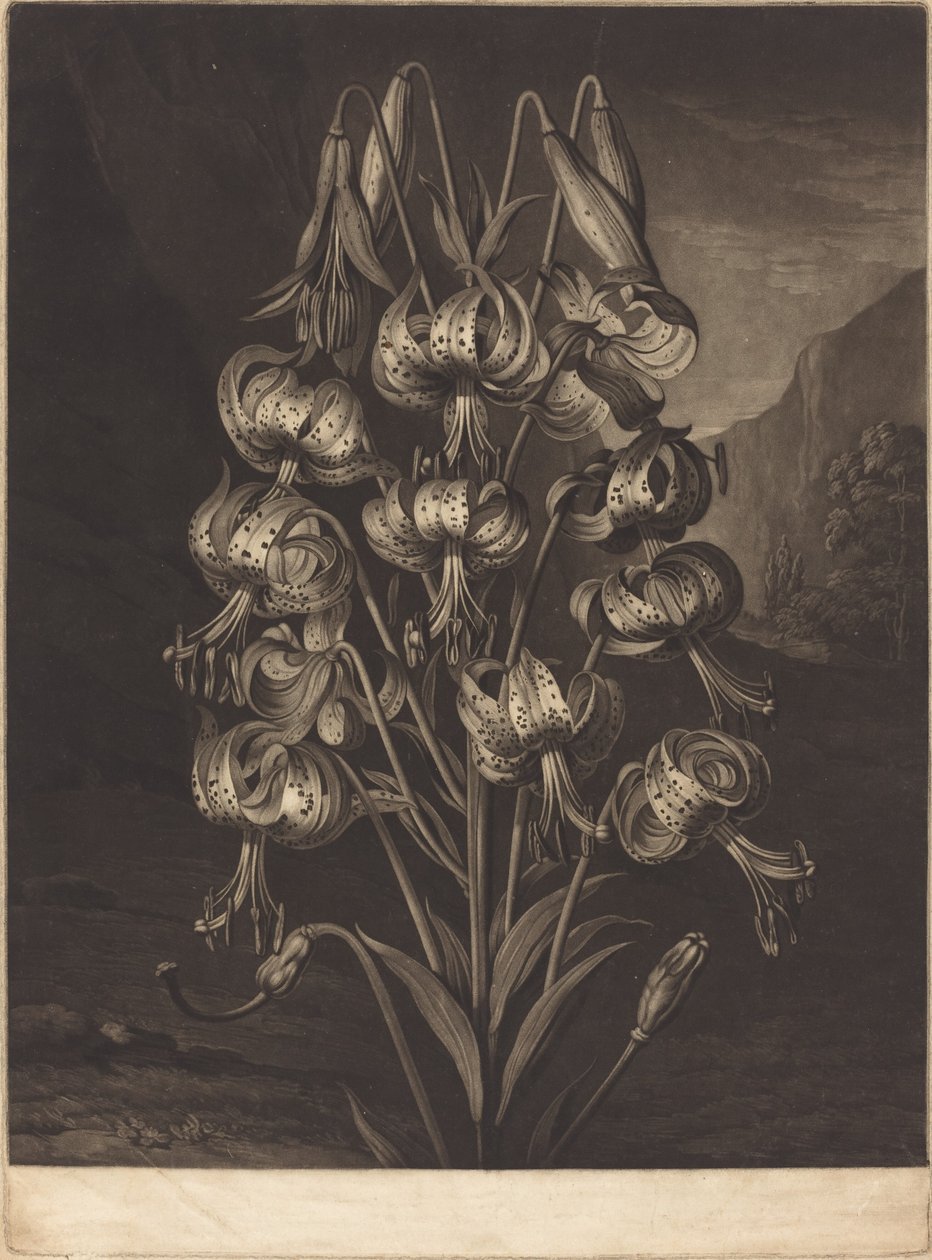Den fantastiska liljan av William Ward after Philip Reinagle