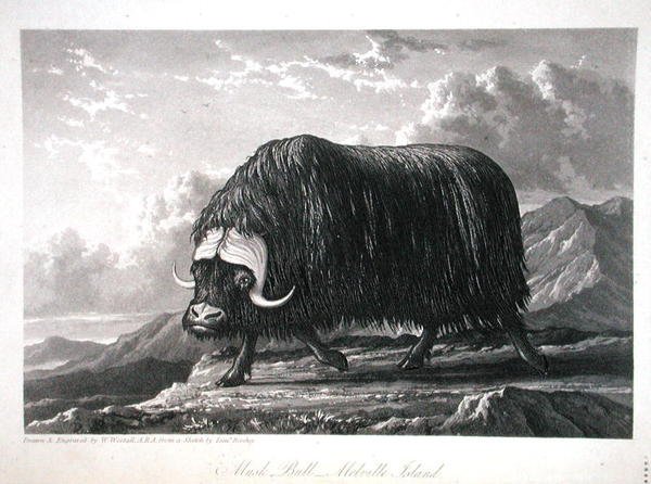 Musk Bull, Melville Island, från 