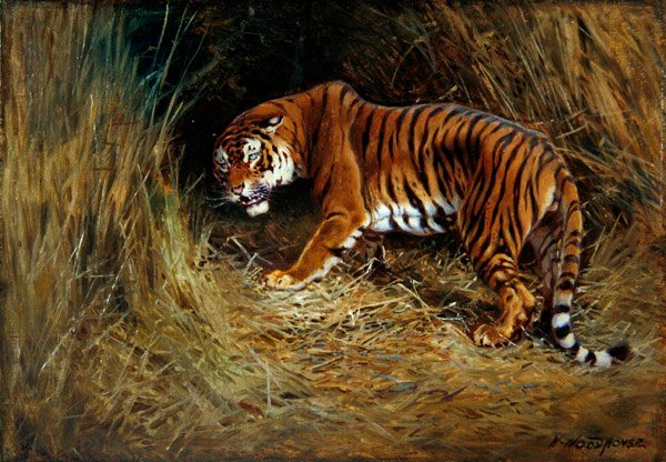 A Prowling Tiger (olja på duk ombord) av William Woodhouse