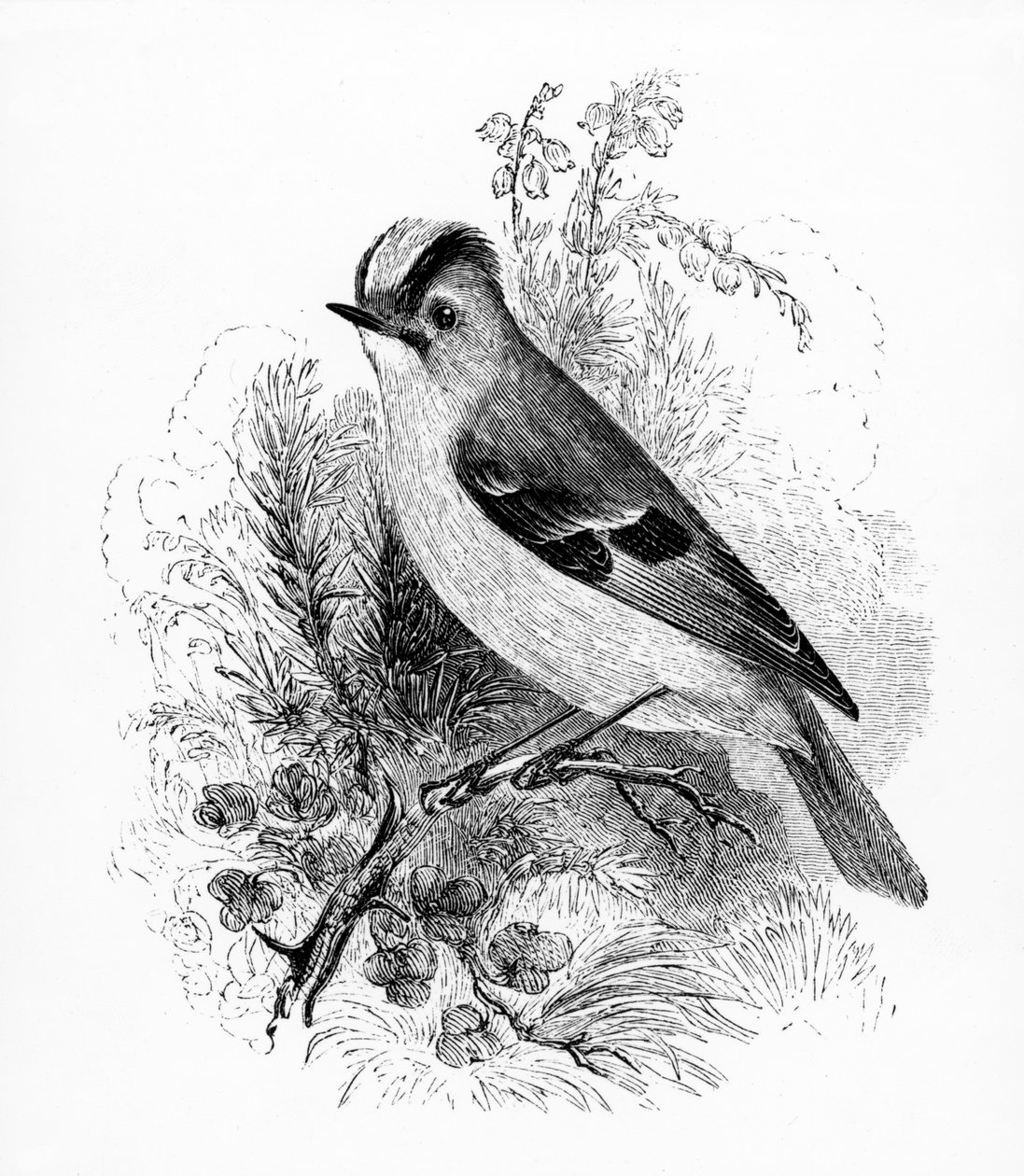 Golden Crested Regulus, illustration från "A History of British Birds" av William Yarrell, publicerad första gången 1843 av William Yarrell