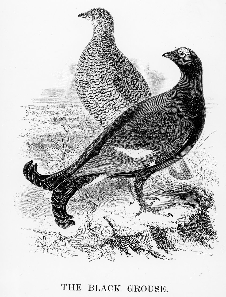 The Black Grouse, illustration från 
