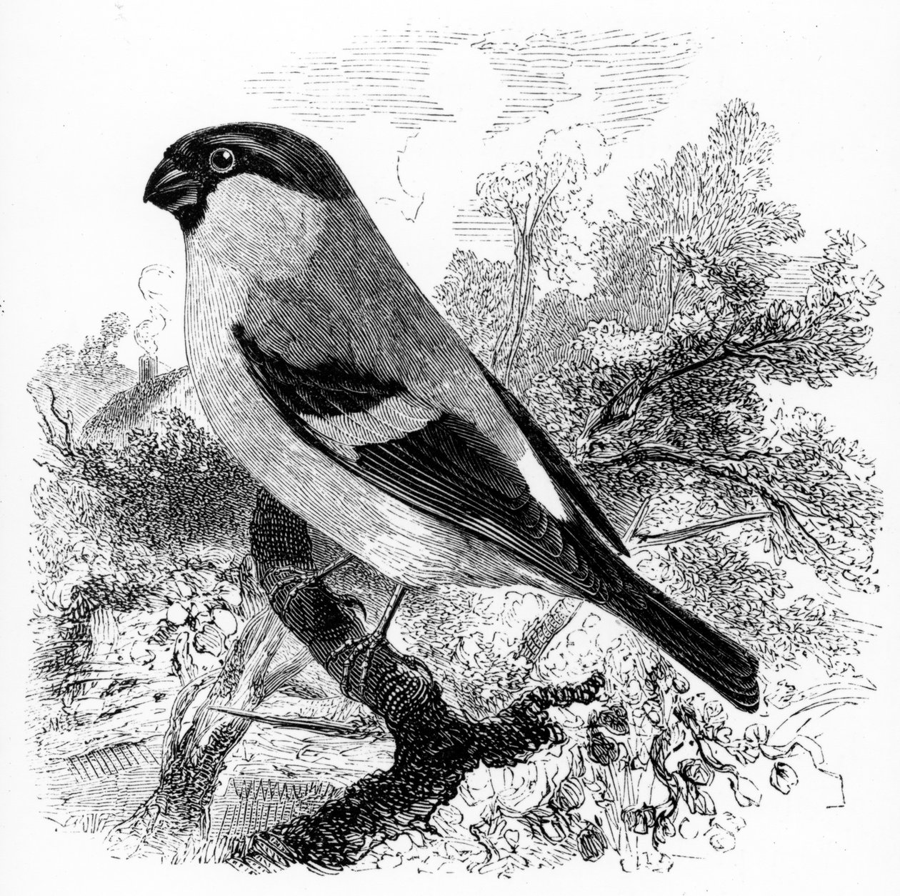 The Bullfinch, illustration från "A History of British Birds" av William Yarrell, publicerad första gången 1843 av William Yarrell