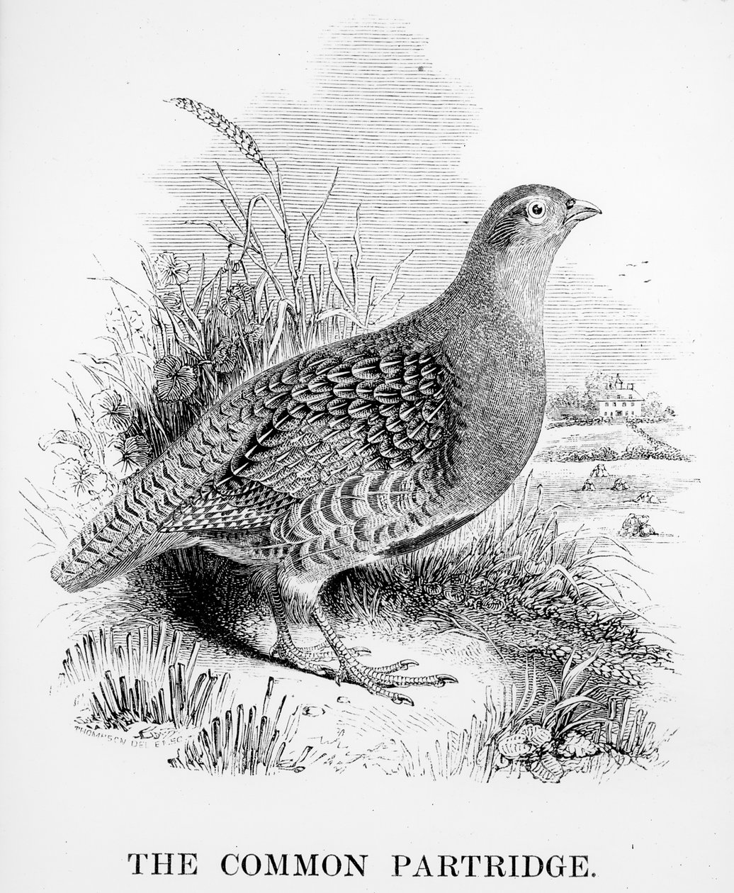 The Common Partridge, illustration från "A History of British Birds" av William Yarrell, publicerad första gången 1843 av William Yarrell