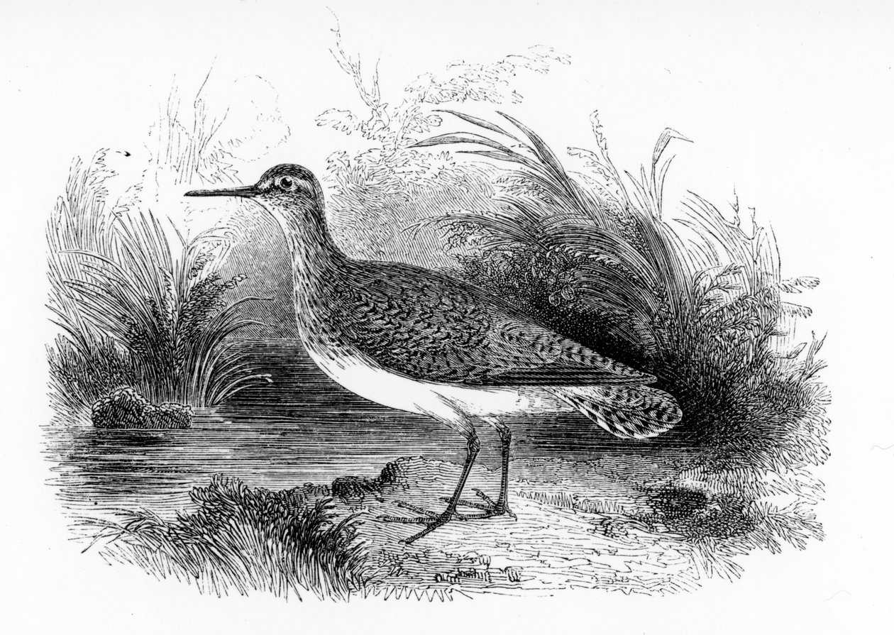 The Common Sandpiper, illustration från "A History of British Birds" av William Yarrell, publicerad första gången 1843 av William Yarrell