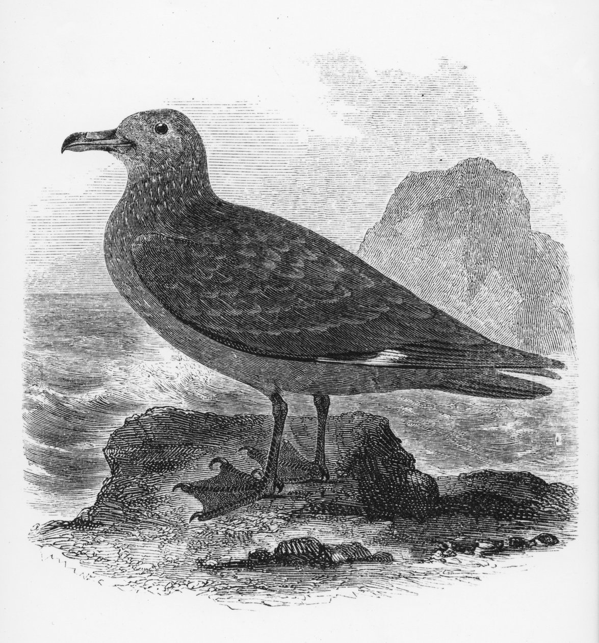 The Common Skua, illustration från 