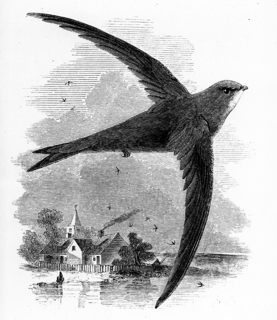 The Common Swift, illustration från "A History of British Birds" av William Yarrell, publicerad första gången 1843 av William Yarrell