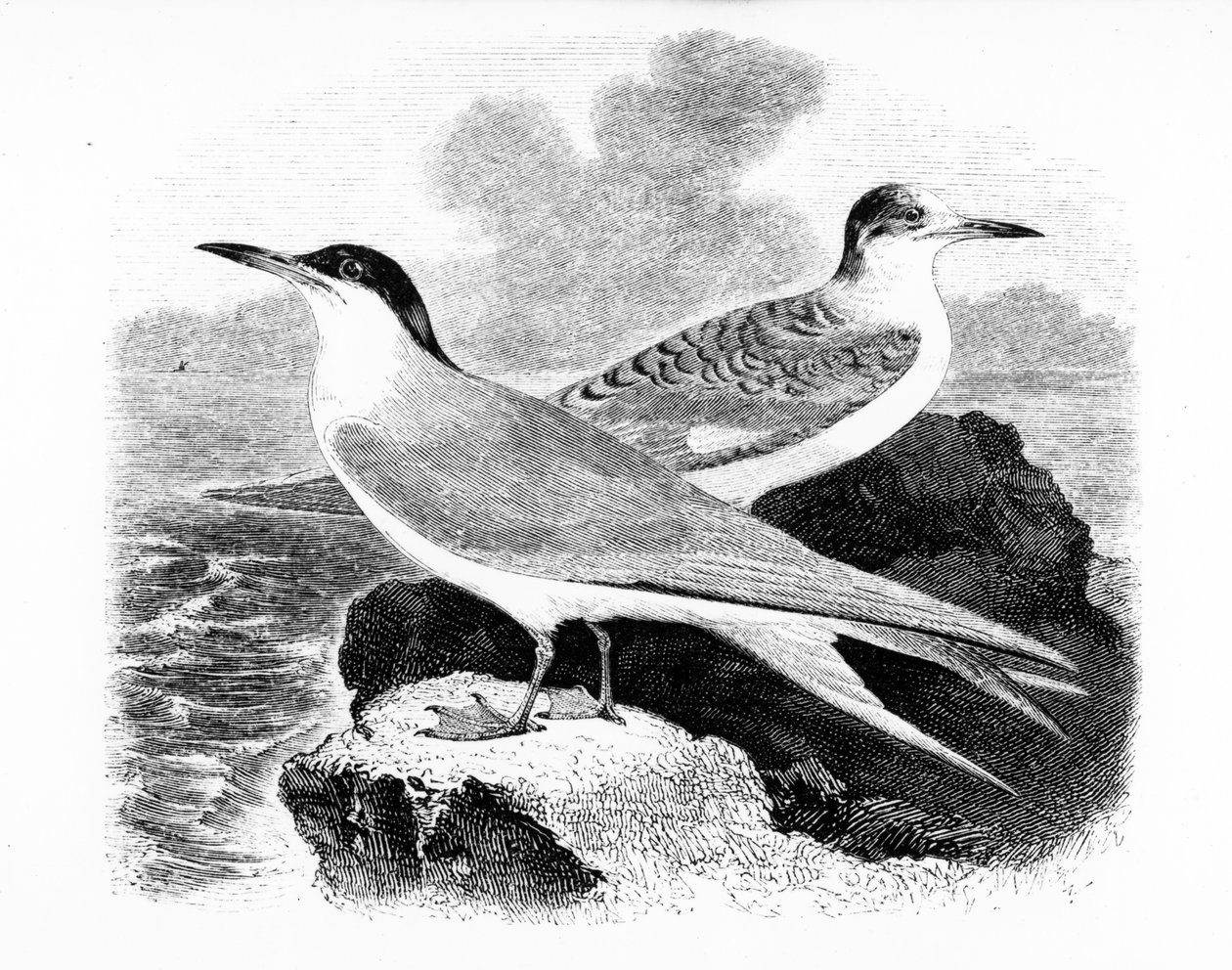 The Common Tern, illustration från "A History of British Birds" av William Yarrell, publicerad första gången 1843 av William Yarrell