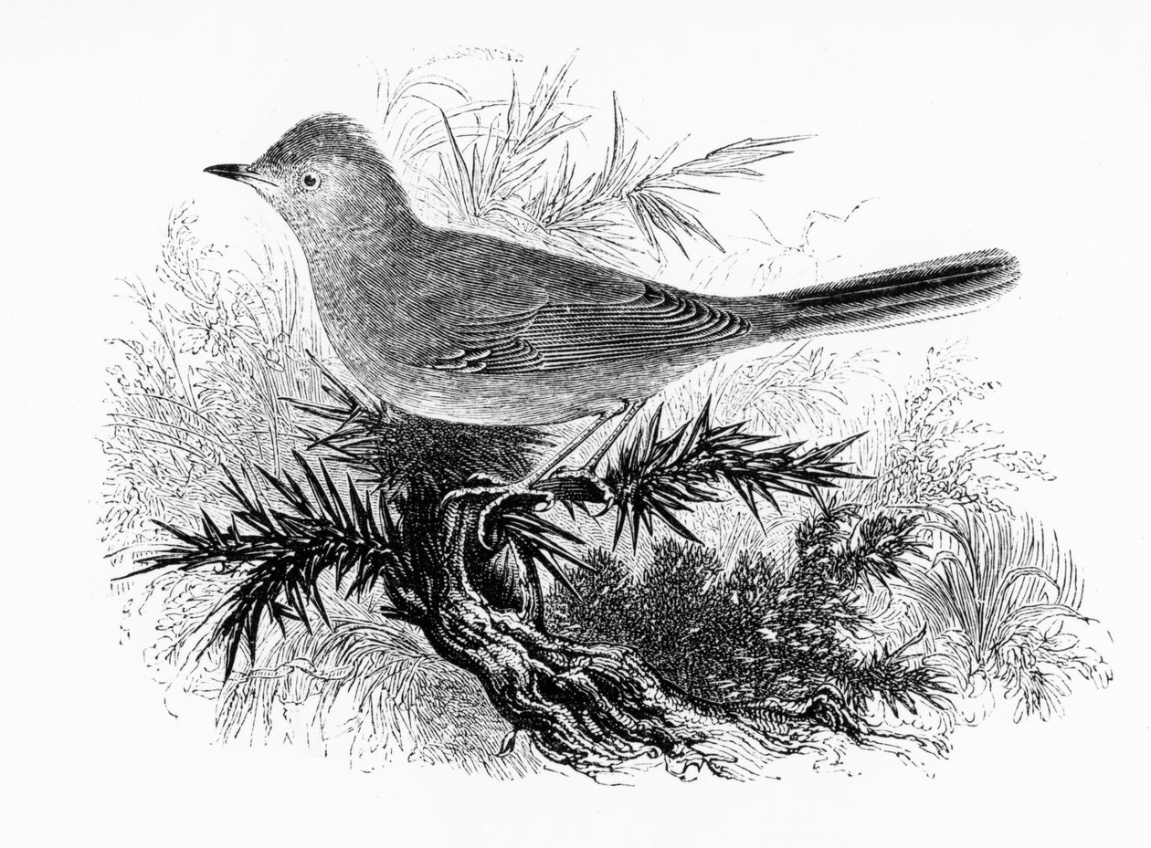 The Dartford Warbler, illustration från "A History of British Birds" av William Yarrell, publicerad första gången 1843 av William Yarrell