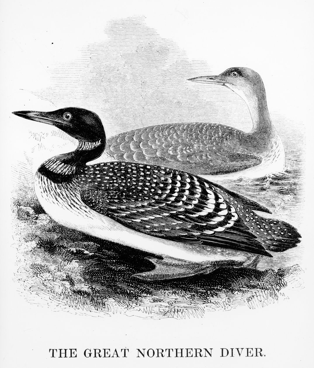 The Great Northern Diver, illustration från "A History of British Birds" av William Yarrell, publicerad först 1843 (träsnitt) av William Yarrell