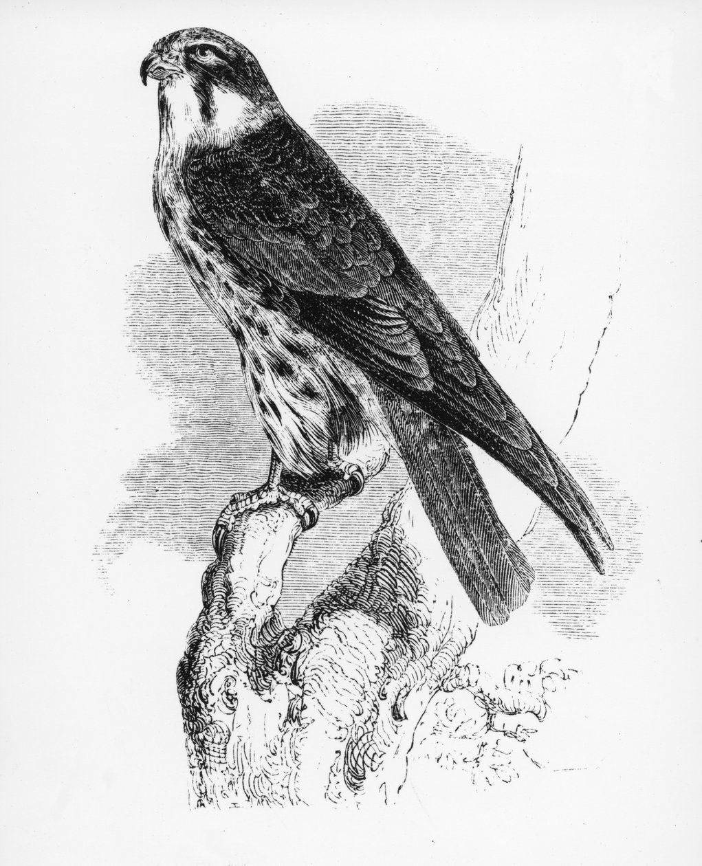 The Hobby, illustration från 
