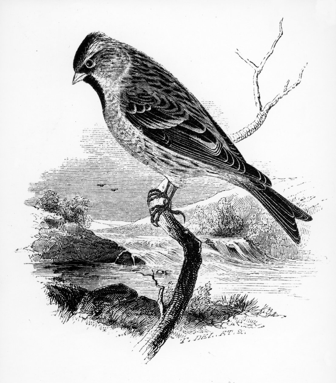 The Lesser Redpole, illustration från "A History of British Birds" av William Yarrell, publicerad första gången 1843 av William Yarrell
