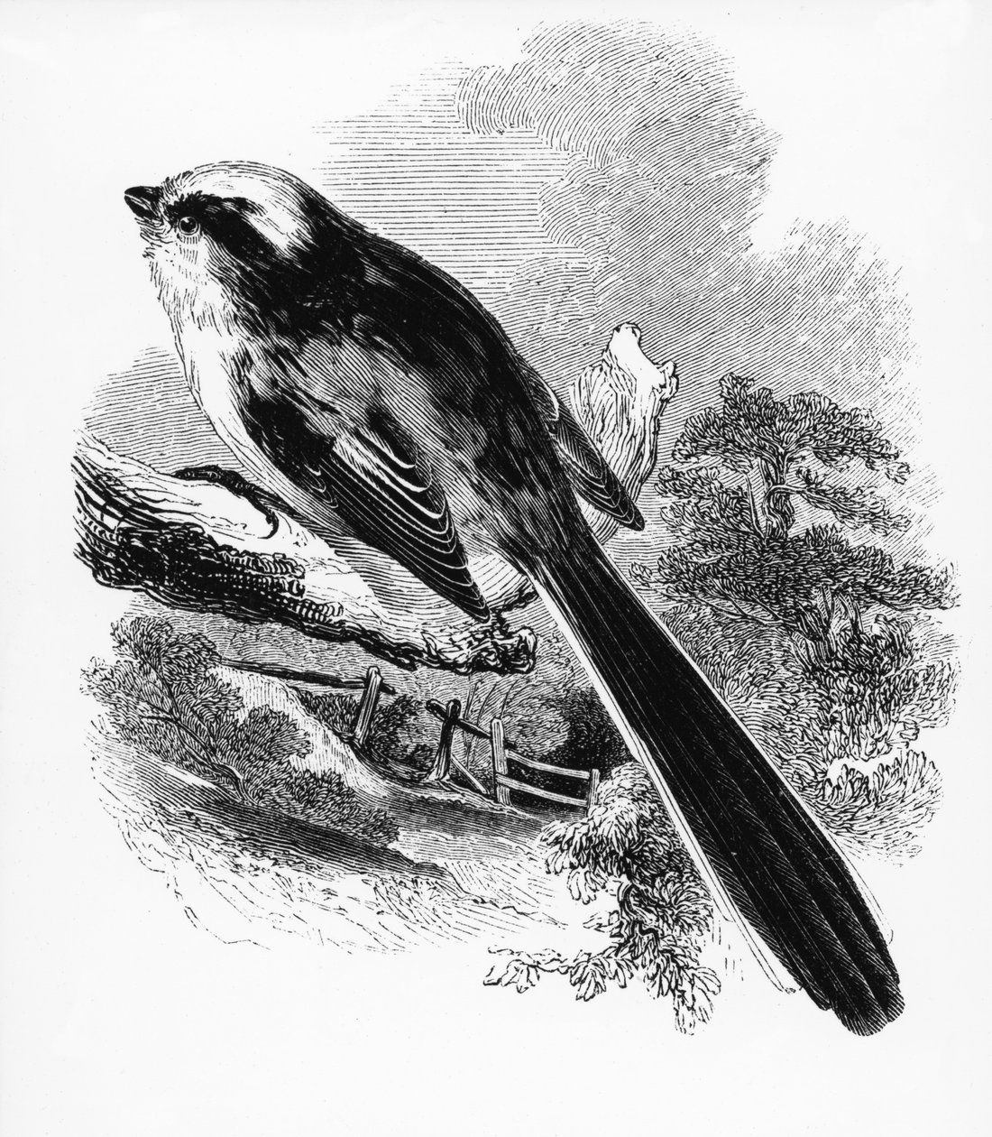 The Long-tailed Tit, illustration från "A History of British Birds" av William Yarrell, publicerad första gången 1843 av William Yarrell