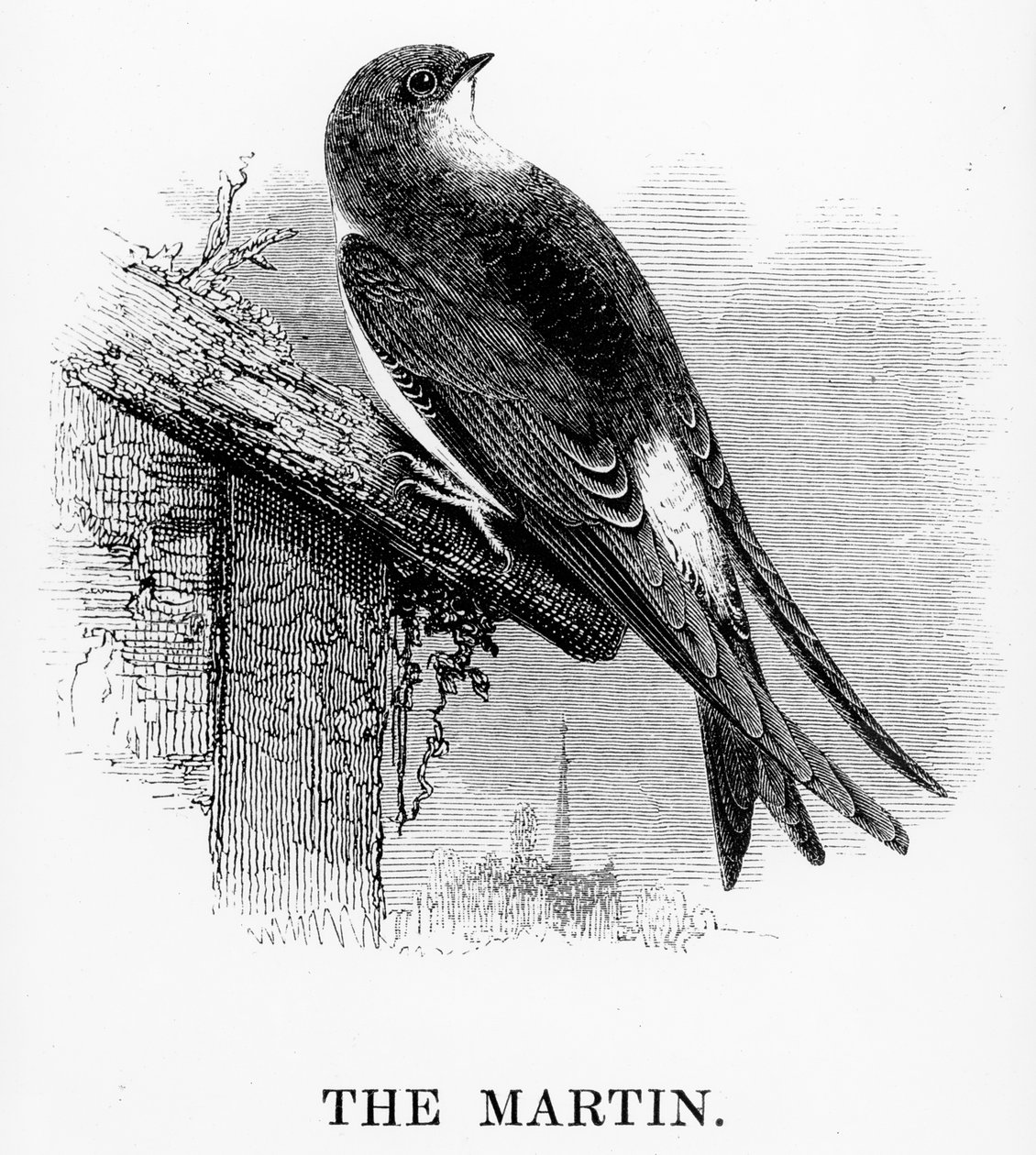 The Martin, illustration från 