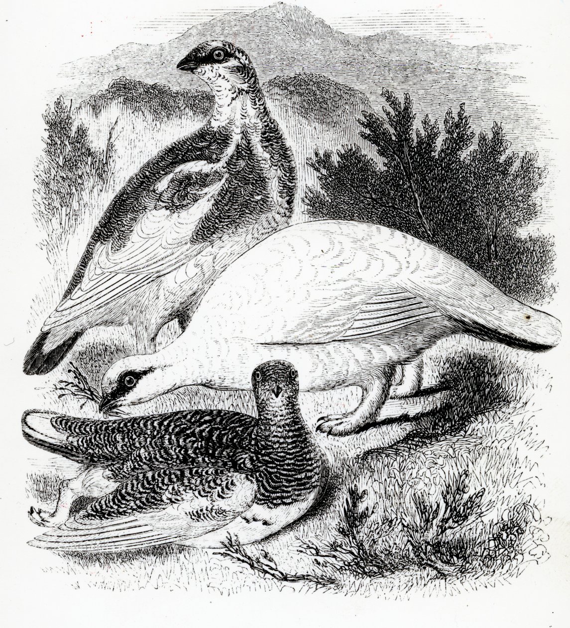 The Ptarmigan, illustration från "A History of British Birds" av William Yarrell, publicerad första gången 1843 av William Yarrell