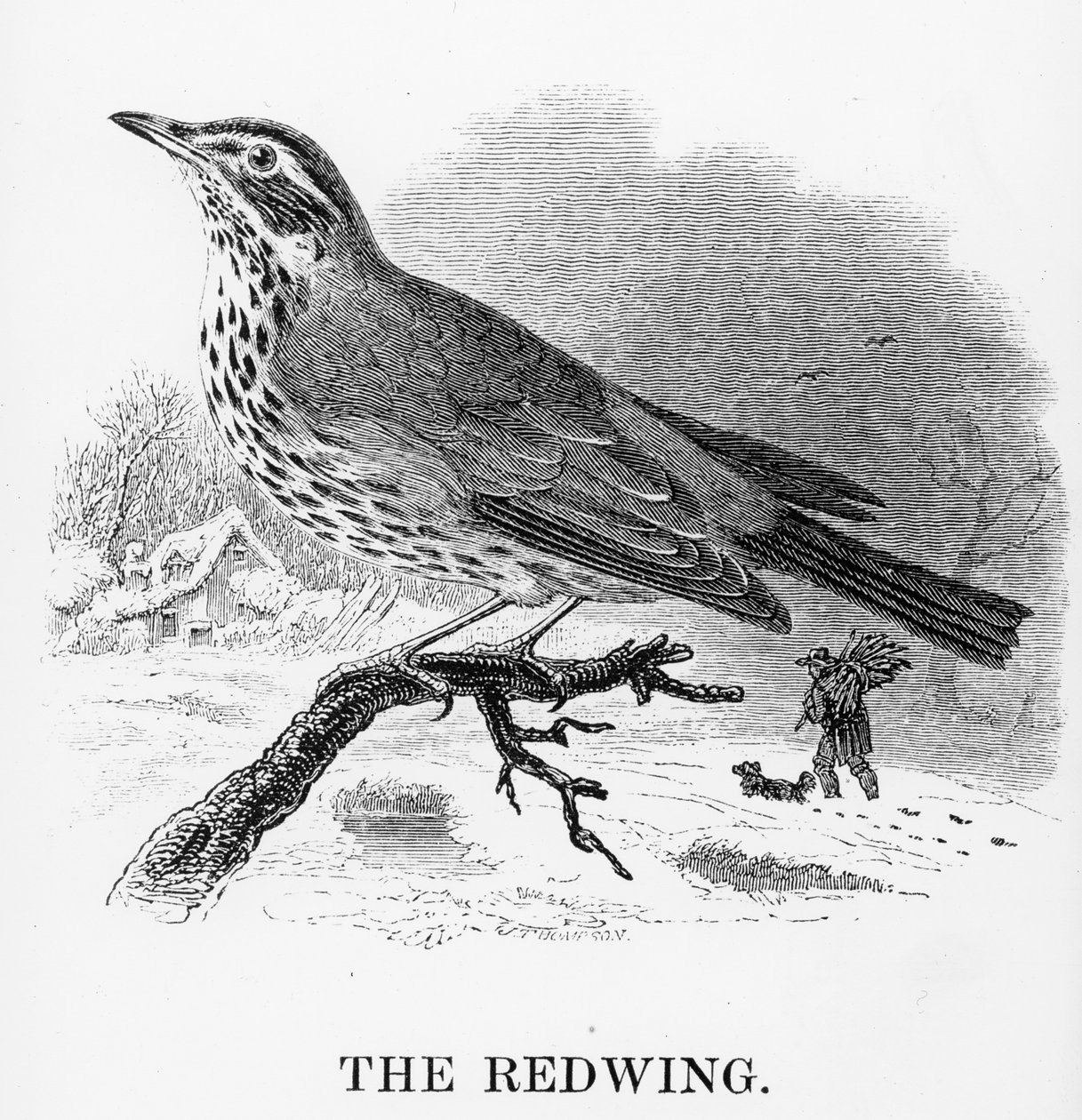 The Redwing, illustration från 