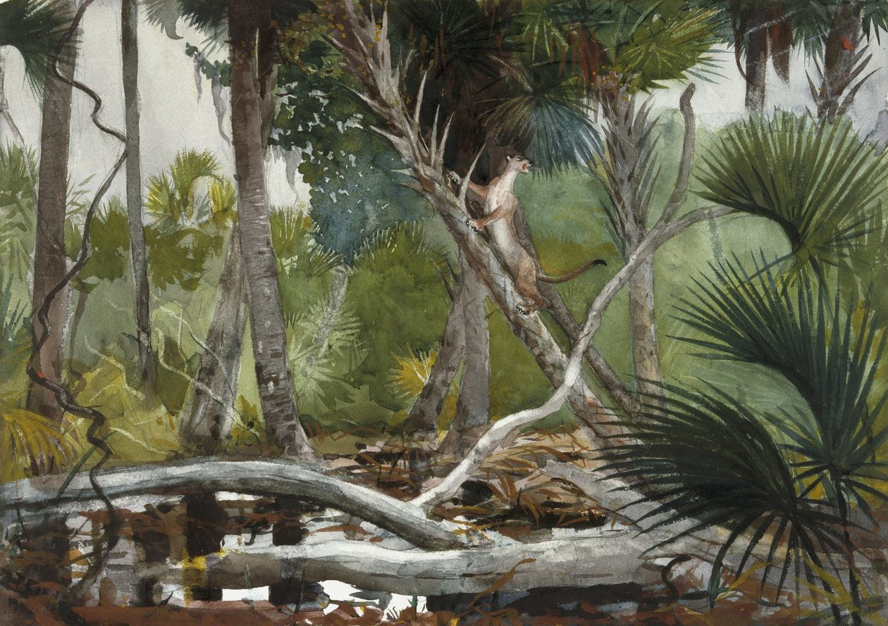 I djungeln, Florida av Winslow Homer