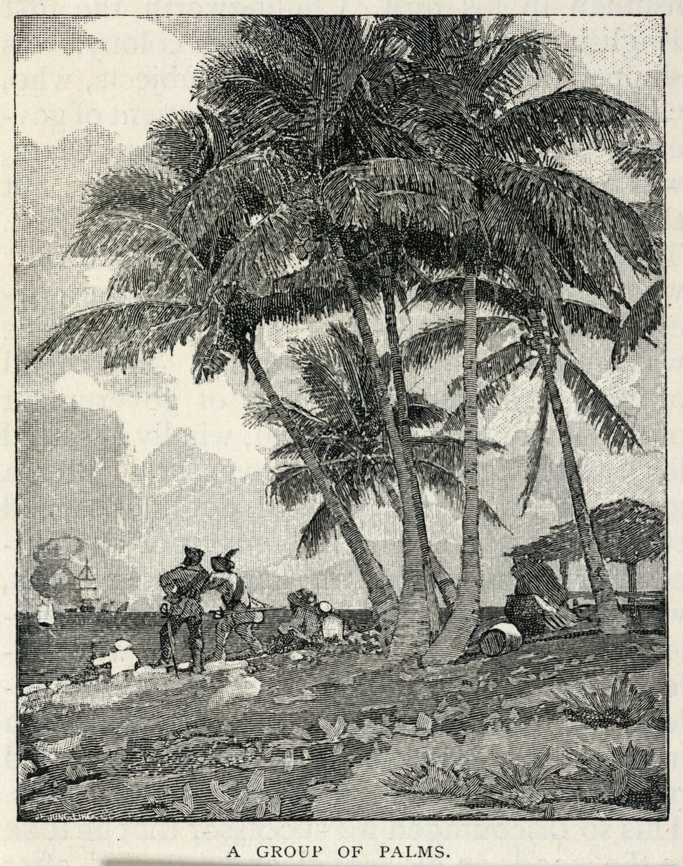 En grupp palmer, från The Century Magazine, februari 1887 av Winslow Homer
