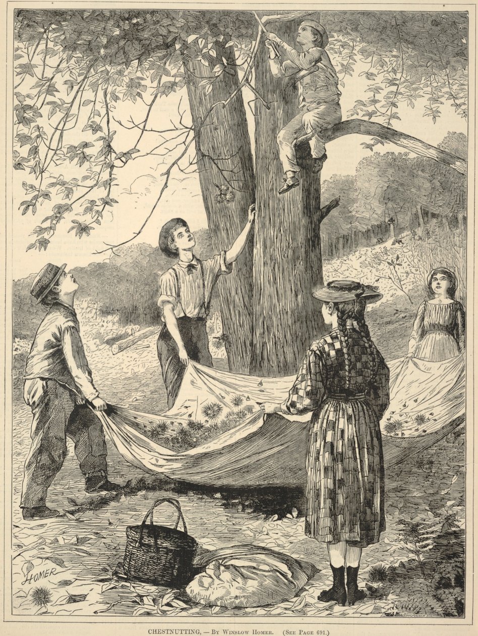 Chestnutting, från Every Saturday: En illustrerad tidskrift med valfri läsning, 29 oktober 1870 av Winslow Homer