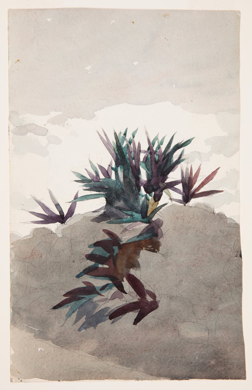 Hillside med Clumps of Maguey av Winslow Homer
