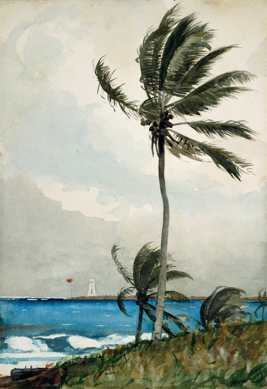 Palm Tree, Nassau, 1898 (wc och grafit på off-white papper) av Winslow Homer