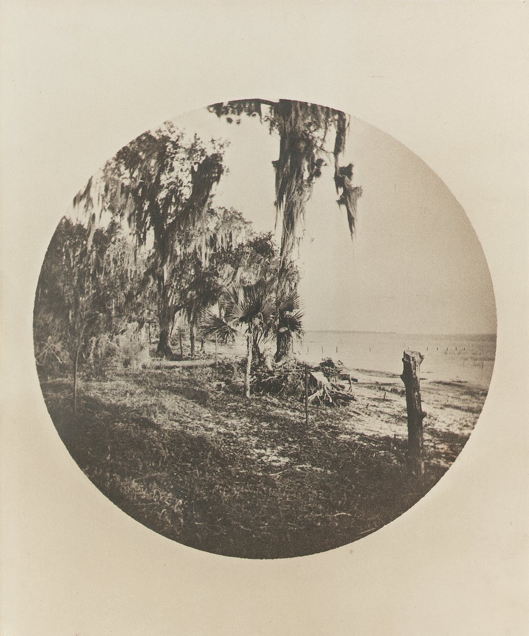Palmträd och strandscen, Floridas kust, c.1904 av Winslow Homer