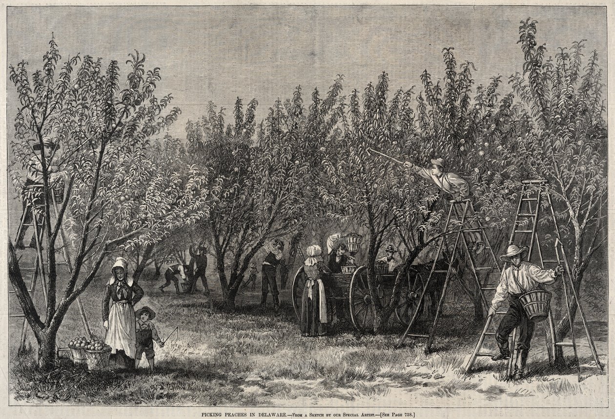 Plocka persikor i Delaware. av Winslow Homer