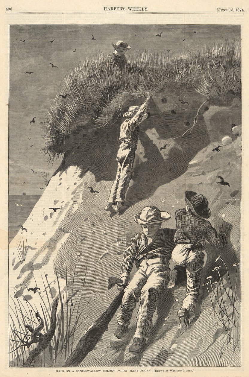 Raid på en sand-svalakoloni av Winslow Homer